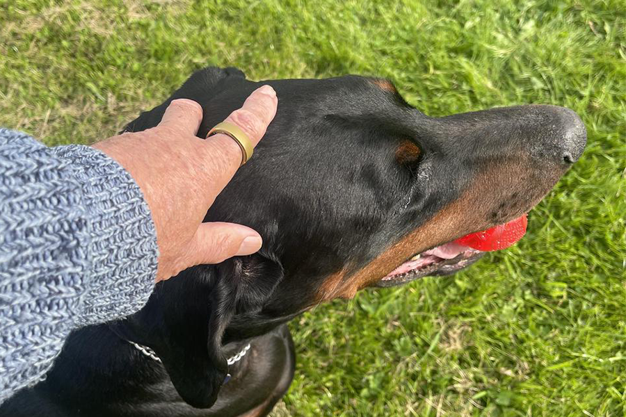 Gold smart ring on a hand petting a black dog with a red ball on grass field